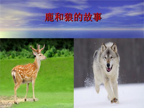看完鹿和狼的故事