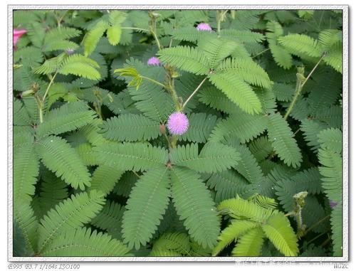 观察日记含羞草