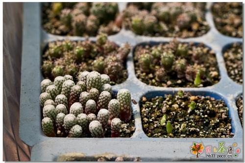 观察日记仙人掌