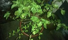 三角梅观察日记