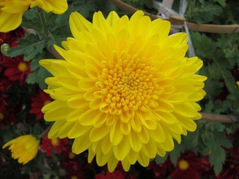 我喜欢菊花的成分