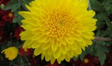 我喜欢菊花作文