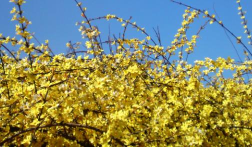 春冬季茉莉花成分