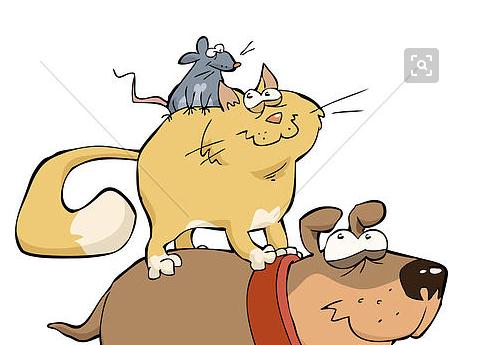 看完狗,猫和老鼠