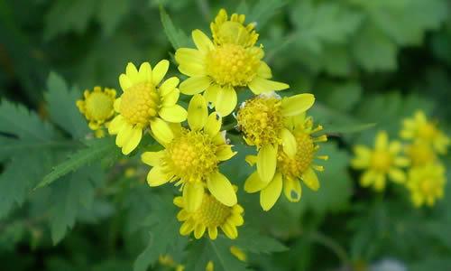 描述菊花的成分