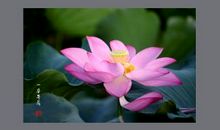 一朵午荷读后感