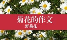 菊花作文