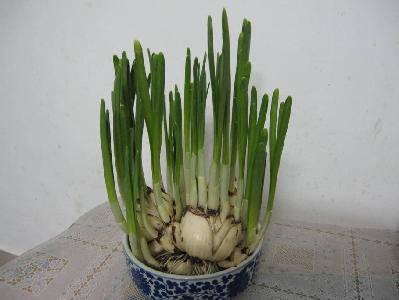 用黄水仙写个构图