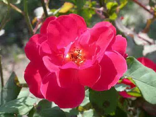 关于月季花的组成