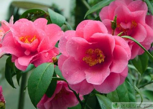 描述山茶花的成分