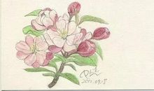 描写海棠花的作文