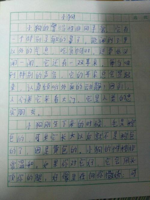 小乌龟作文100字