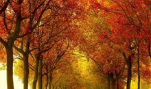 校园的秋天作文500字