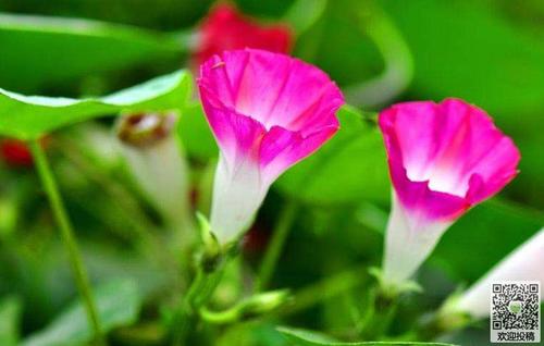 描述牵牛花的成分