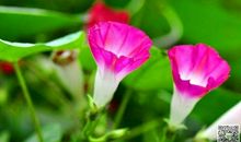 描写牵牛花的作文