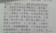 描写太阳花的作文