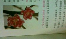 植物观察日记200字