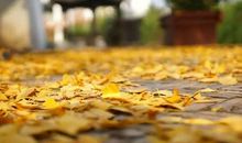 安阳书院回音读后感