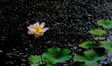 锋芒太露容易没饭吃