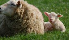 用爱倾听读后感