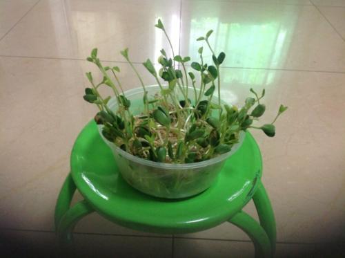 二级观察植物日记