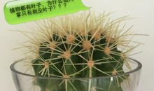 仙人球观察日记