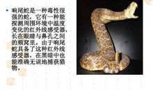 仿生学的作文100字