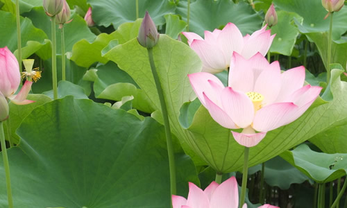 300字写荷花作文