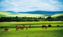 介绍草原的作文