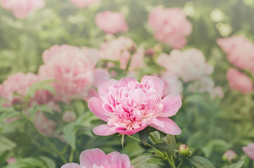 牡丹开花观察日记