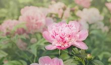 牡丹开花观察日记