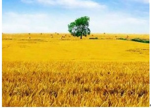 看完麦田的手表