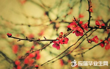 描述梅花的成分