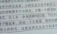 我与动物的故事作文600字