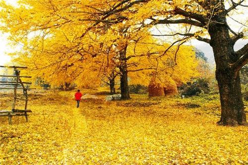 写出银杏树的成分