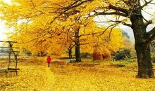 写银杏树的作文