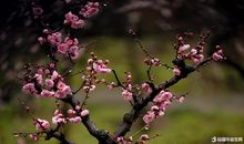 关于描写梅花的作文