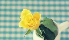 宽容是美德读后感