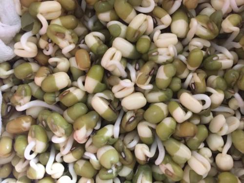 绿豆芽观察日记