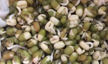 绿豆芽观察日记