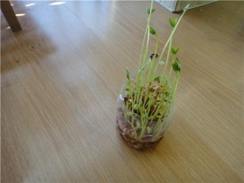 大豆生长观察日记