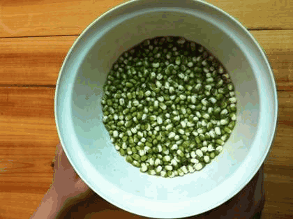 绿豆的观察日记