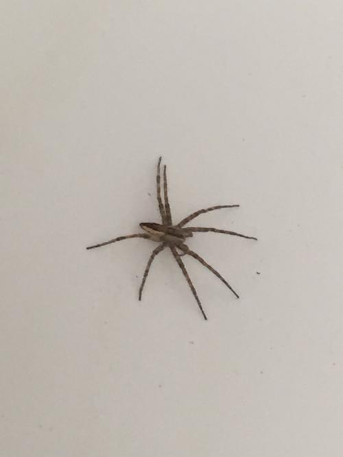 我发现了蜘蛛的秘密