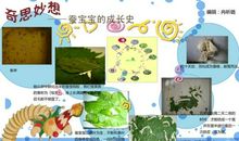 蚕宝宝观察日记