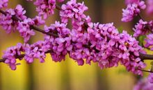 描写春天的花的作文