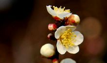 我爱你梅花作文