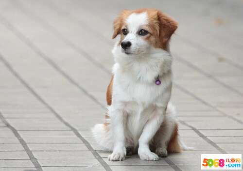 组成可爱的小狗