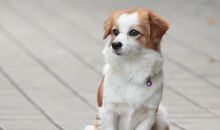 作文可爱的小狗