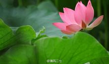 描写莲花的作文