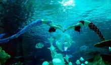 青岛海底世界的作文